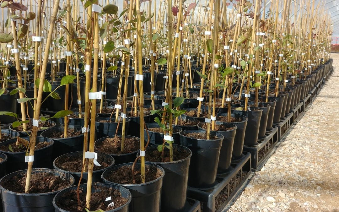 Planta de pistacho UCB1