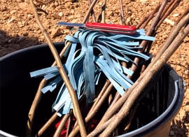 Innesto di piante di pistacchio in un campo