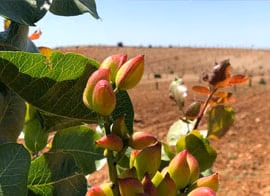 Potatura dell'albero di pistacchio