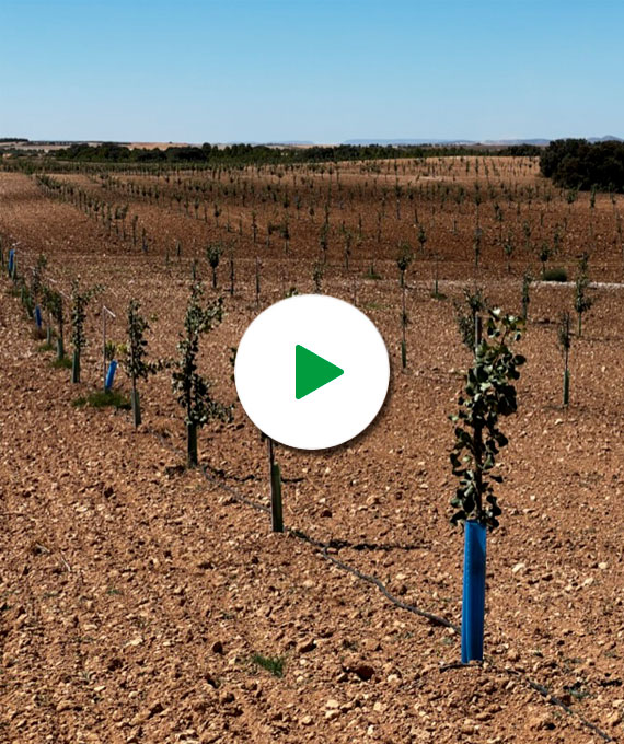 Vídeo resultados plantación de pistachos