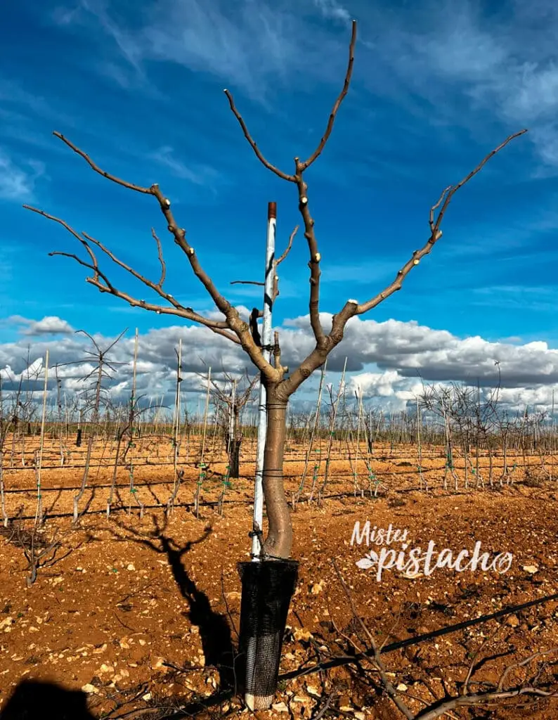 Frisch beschnittener Pistazienbaum