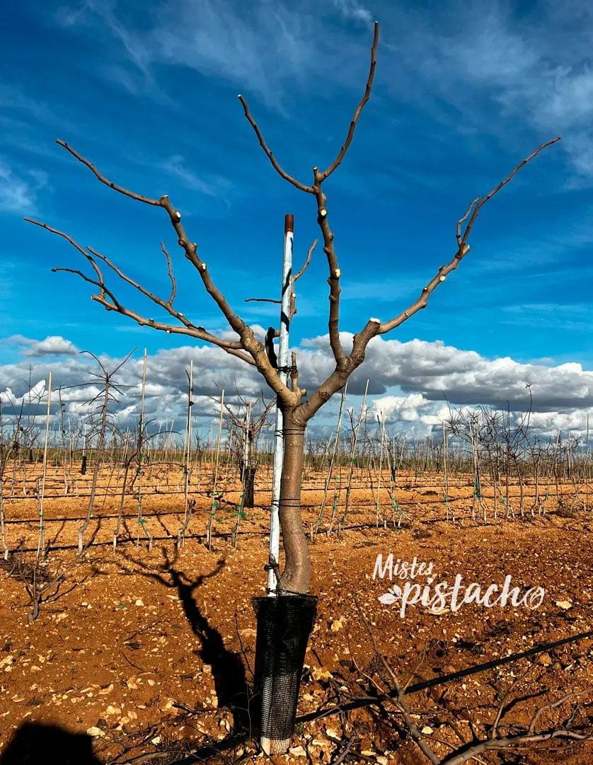 Pistachier fraîchement taillé