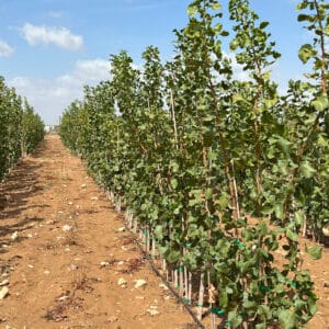 Image de plants de pistaches greffés dans un champ de culture de pistaches.