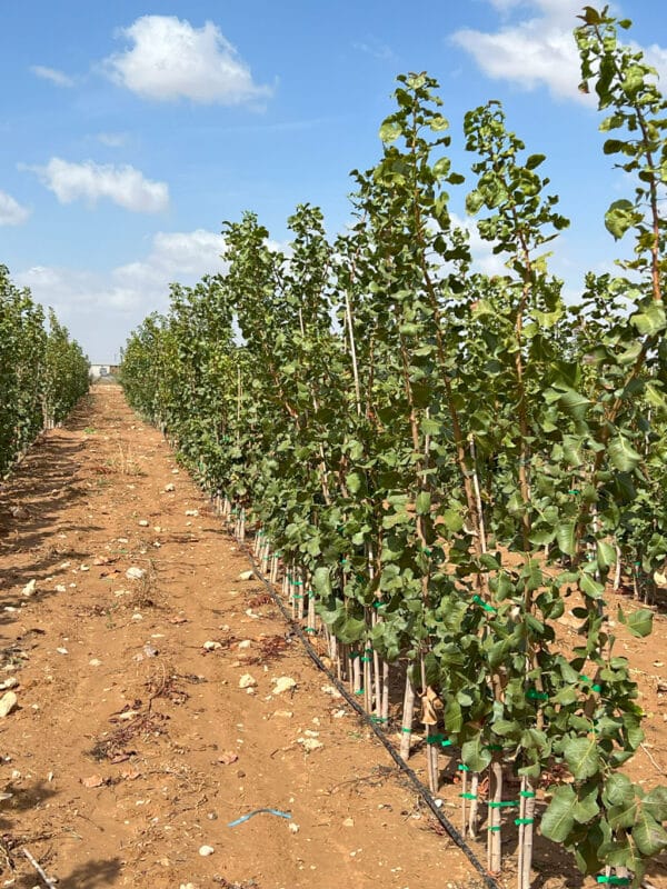 Imagen de plantas injertadas de pistacho en campo de cultivo de pistachos.