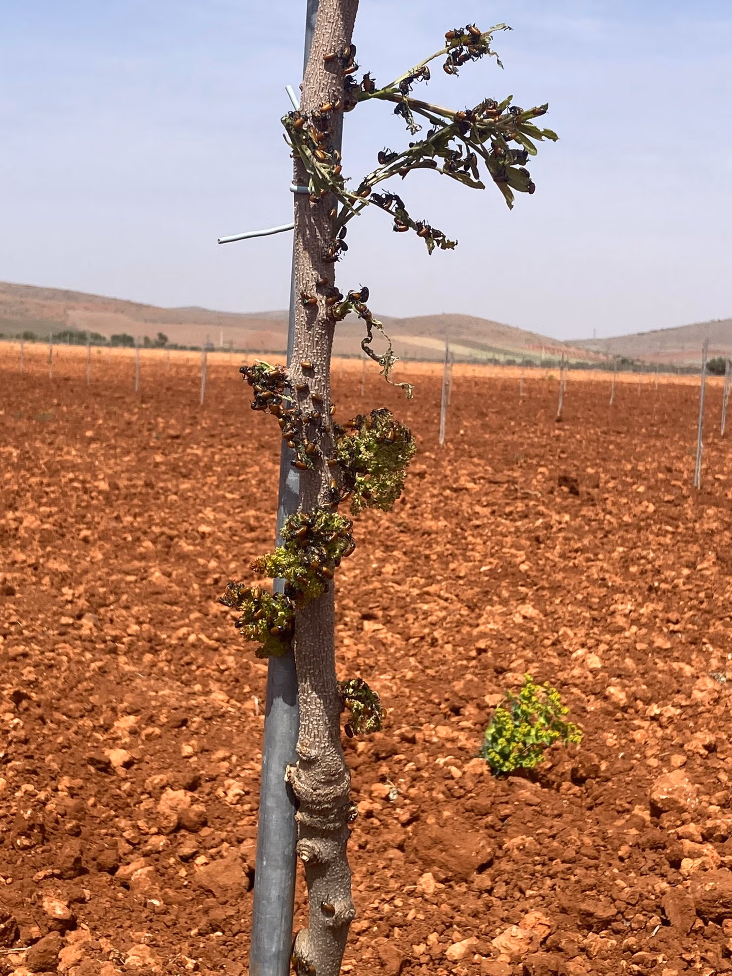 Giovane albero di pistacchio invaso da Clytra o Galeruca.