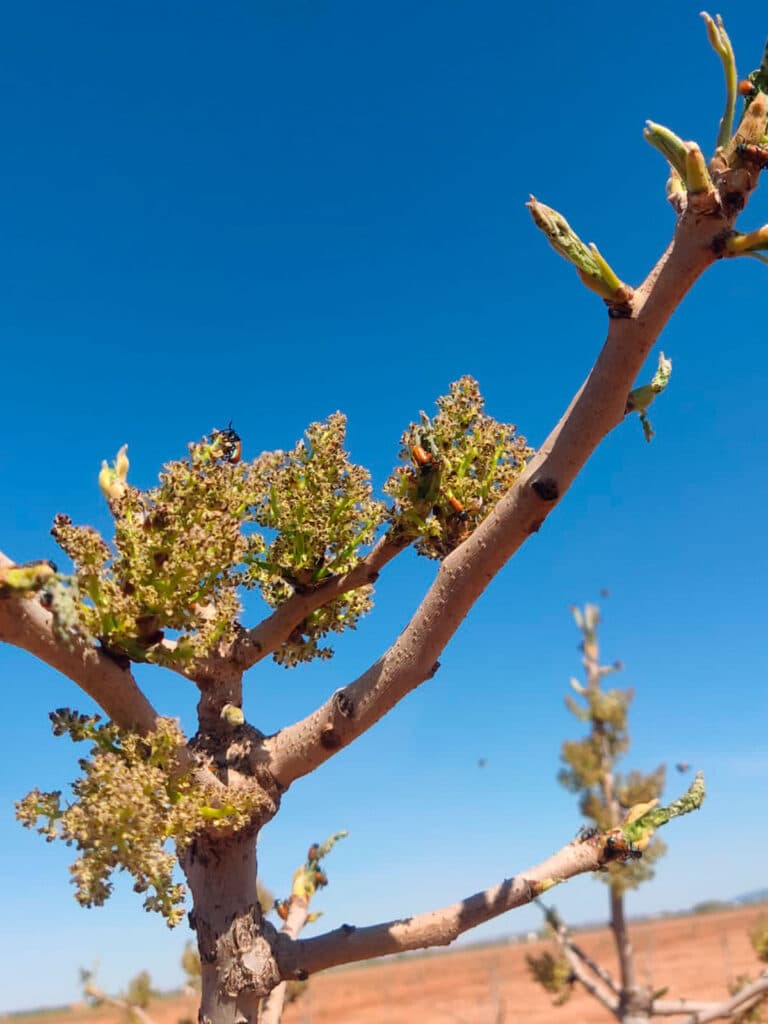 Immagine di dettaglio di un giovane albero di pistacchio infestato da Galeruca o Clytra.