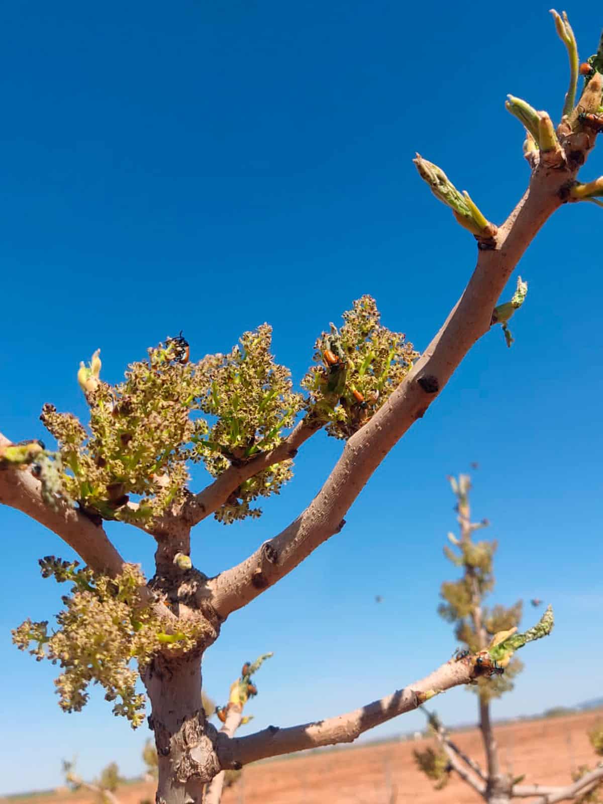 Immagine di dettaglio di un giovane albero di pistacchio infestato da Galeruca o Clytra.