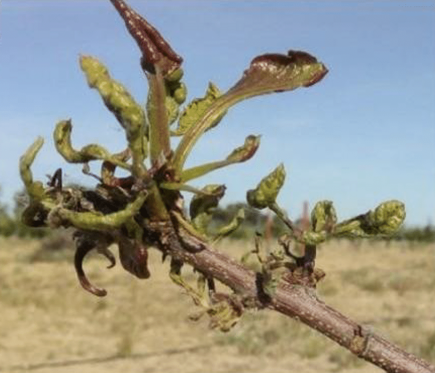 Image d’une branche de pistache présentant une carence en bore.