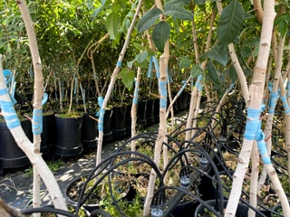 Image of pistachio plants grafted in a nursery.