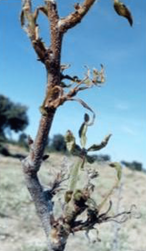 Sintomi di grave carenza nei nuovi germogli dell'albero di pistacchio.