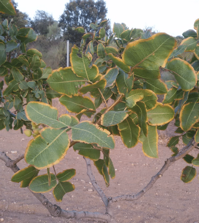Symptoms of toxicity due to excess boron in pistachio leaf.
