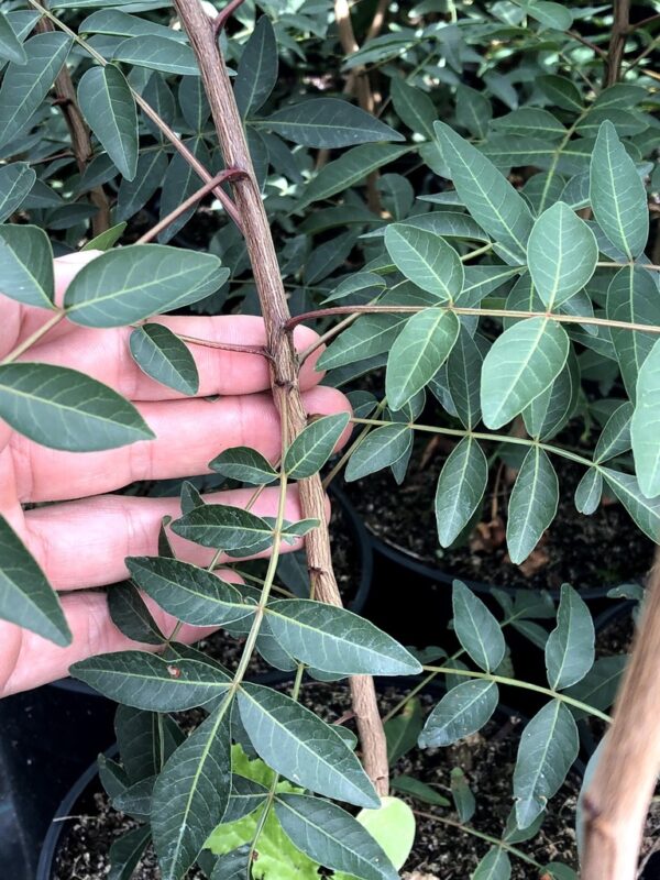 Image of the branches of a potted UCB1 rootstock.