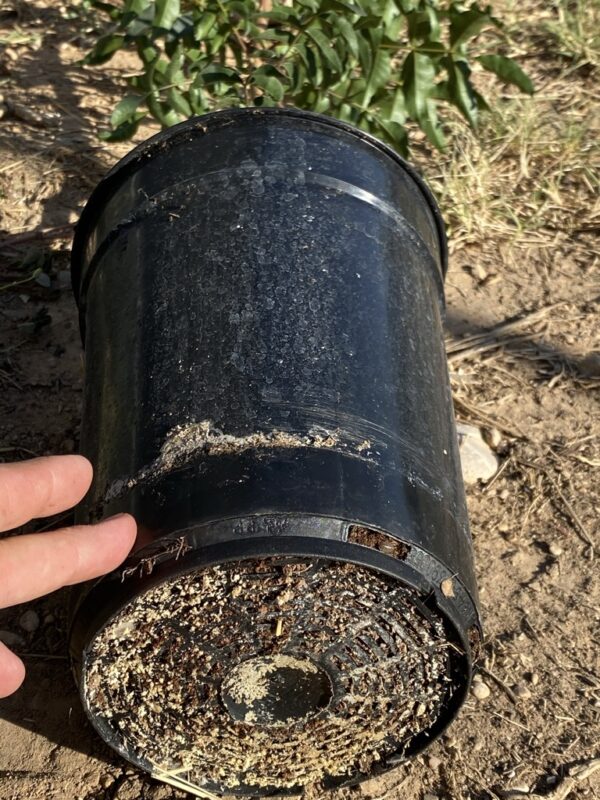 Image du pot de 3,5 L d'un porte-greffe UCB1 de notre pépinière de Tolède.