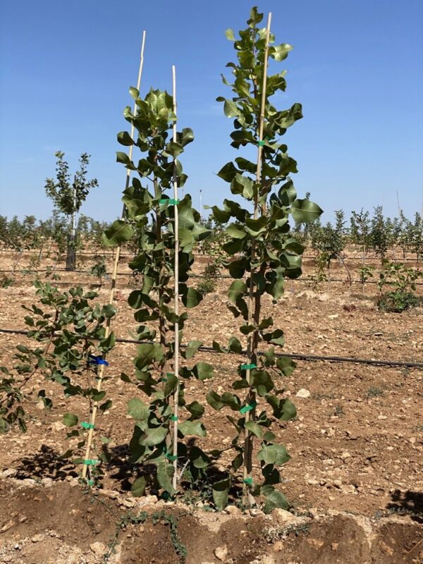 Imagen de plantas injertadas de pistacho en campo de cultivo de pistachos.