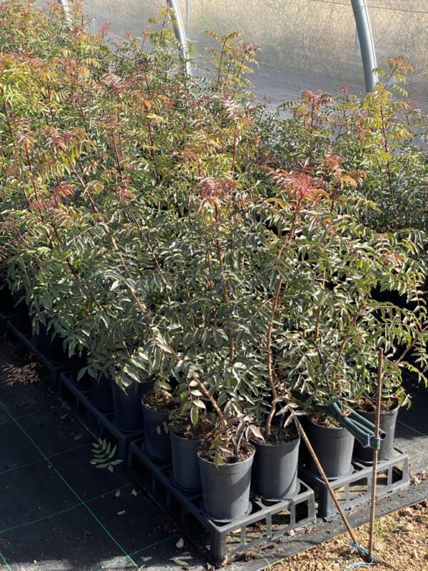 Image of UCB1 pistachio rootstocks in pots in a nursery.