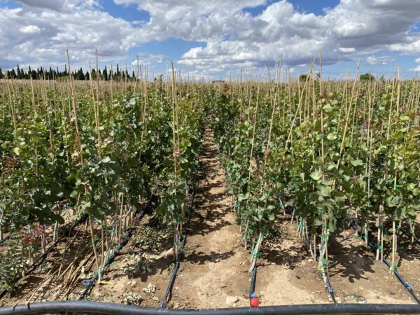 Immagine di un campo di coltivazione di fusti di piante di pistacchio.