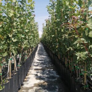 Image of grafted pistachio plants in 3.5 liter pots.