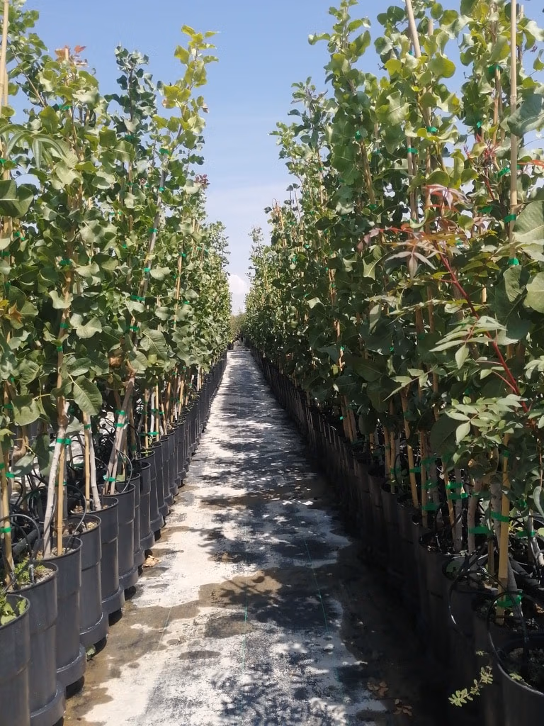 Immagine di piante di pistacchio innestate in vasi da 3,5 litri.