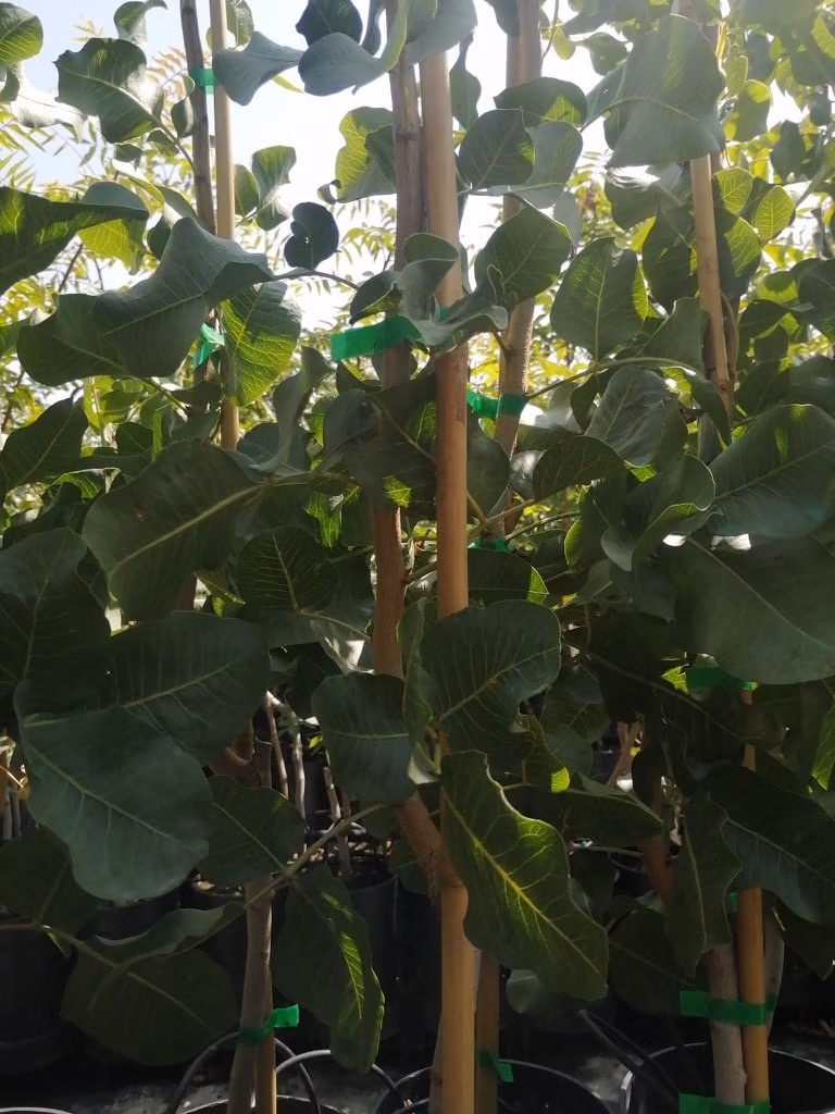 Immagine di piante di pistacchio innestate in vasi da 3,5 L