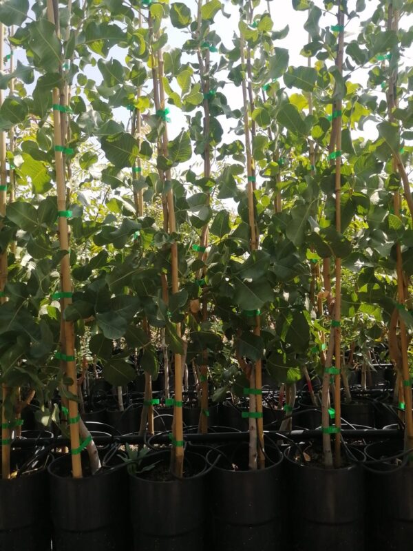 Image of grafted pistachio plants in 3.5 L pots