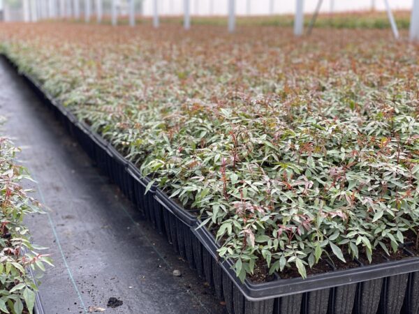 Image of 350 cc forestry trays. with certified UCB1 pistachio rootstocks.