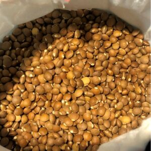 Immagine di semi ibridi di pistacchio UCB1 in un sacco di tela.