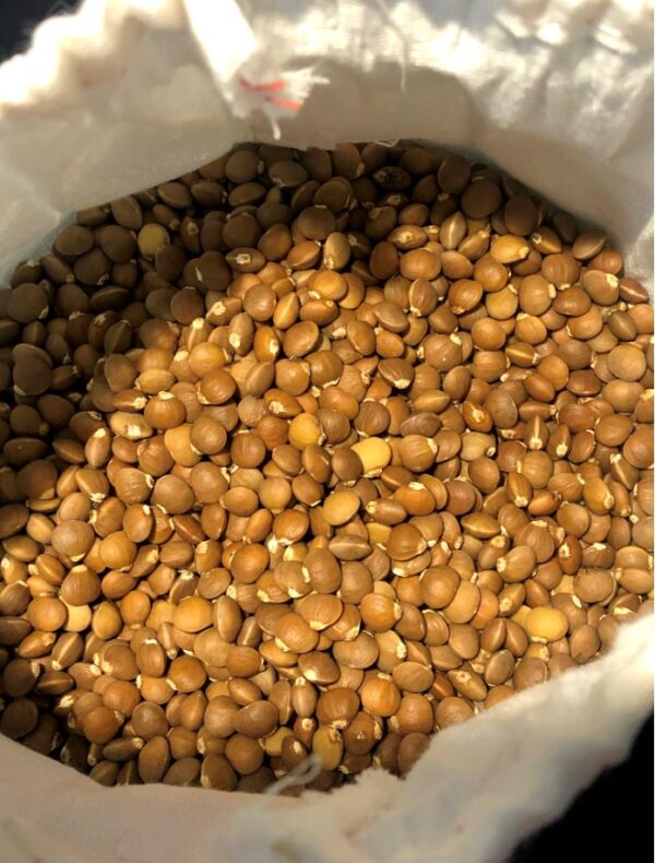 Imagen de semillas híbridas de pistacho UCB1 en un saco de arpillera.