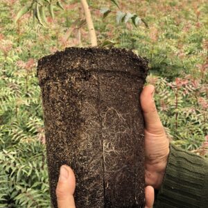 Image de la motte d'un porte-greffe de pistache UCB1 dans un pot de 3,5 L.