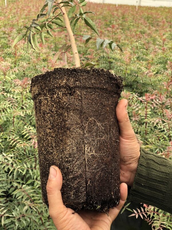 Image de la motte d'un porte-greffe de pistache UCB1 dans un pot de 3,5 L.
