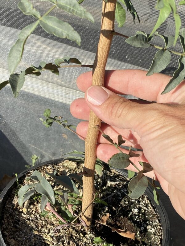 Detail image of the stem of a UCB1 pistachio rootstock in a 3.5 L pot.