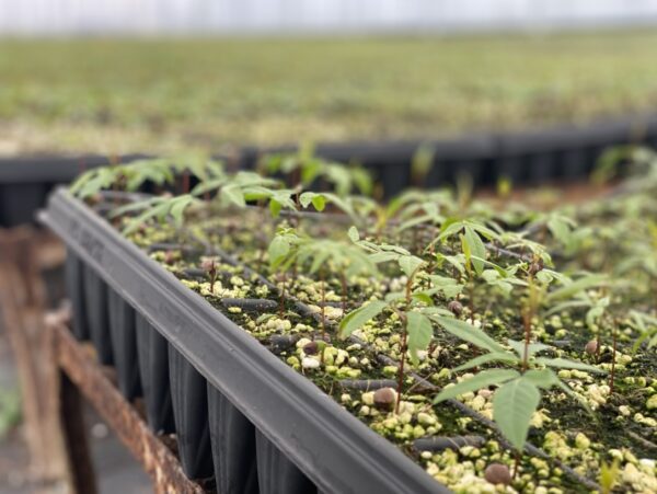 Detail image of UCB1 pistachio rootstocks in 350 cc forestry trays.