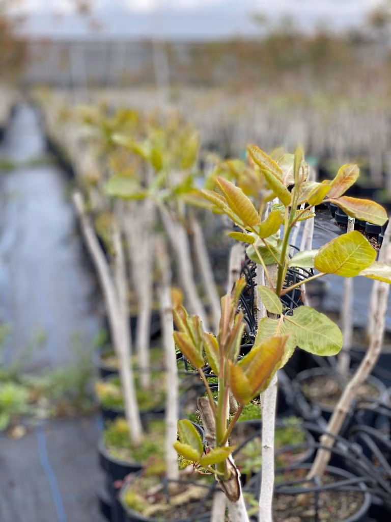 Immagine di dettaglio di piante di pistacchio innestate.