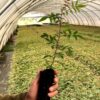 Imagen de portainjerto de pistacho UCB1 en bandeja forestal