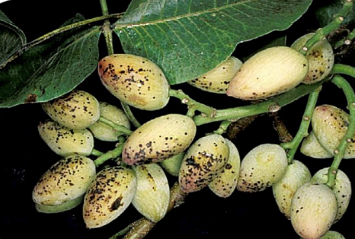 Imagen de frutos de pistacho afectados por el hongo botriosfera.