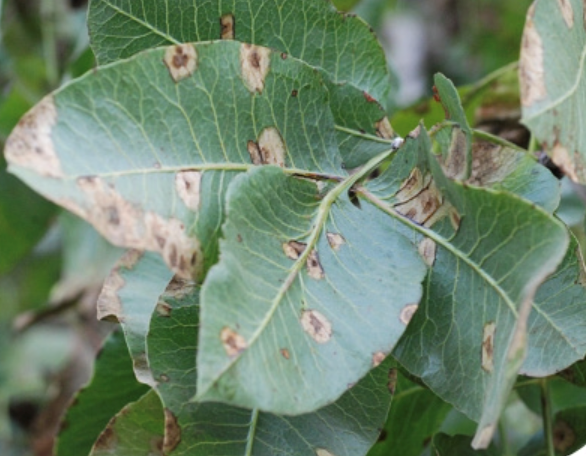 Image de feuilles de pistachier affectées par le champignon botryosphère.