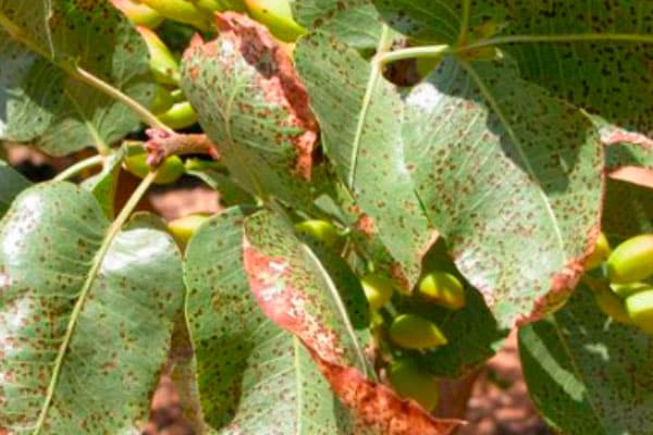 Pistachio leaf sick with septoria.
