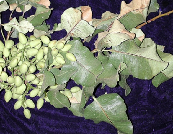 Image de branches de pistache avec des fruits malades de la Botryosphère.