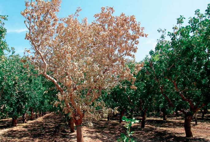 Imagen de un árbol de pistacho infectado por el hongo verticillium.