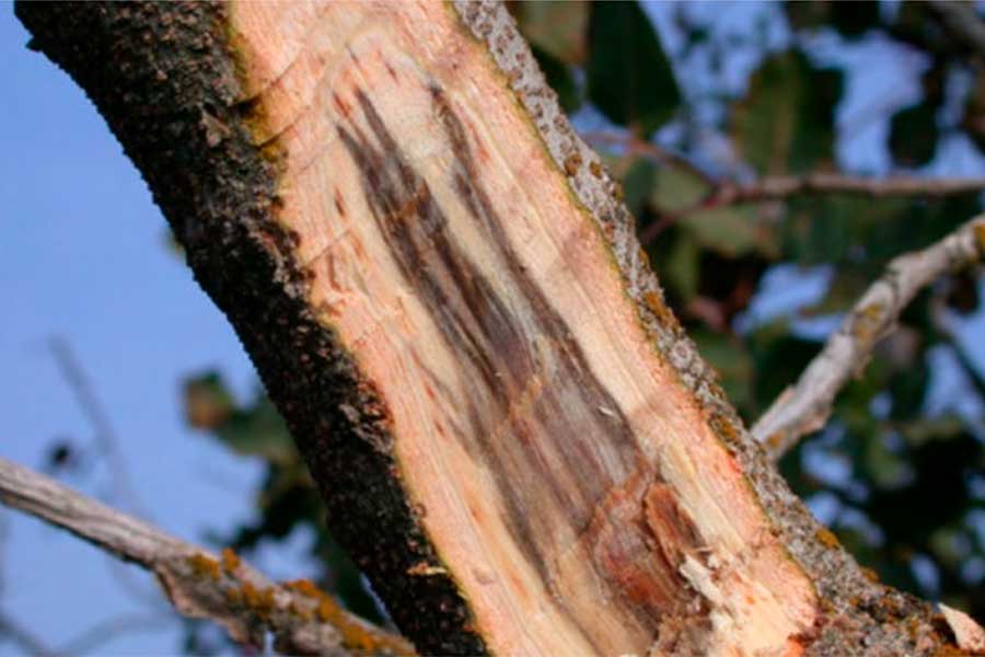 Image d’une branche de pistache atteinte de verticillose.