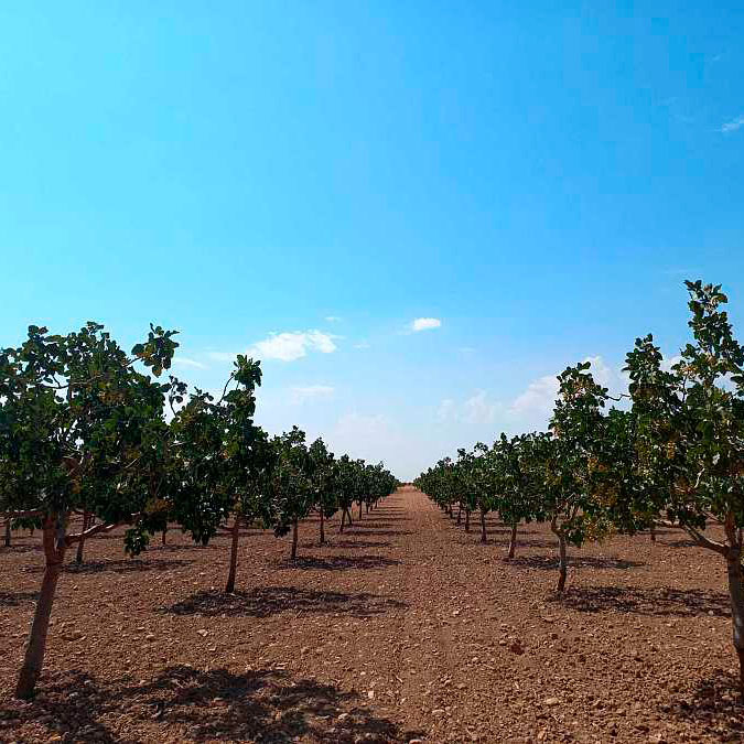 Immagine di un raccolto di alberi di pistacchio.