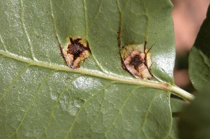 Detail of spots on a pistachio leaf caused by the fungus Pileolaria terebinthi C.