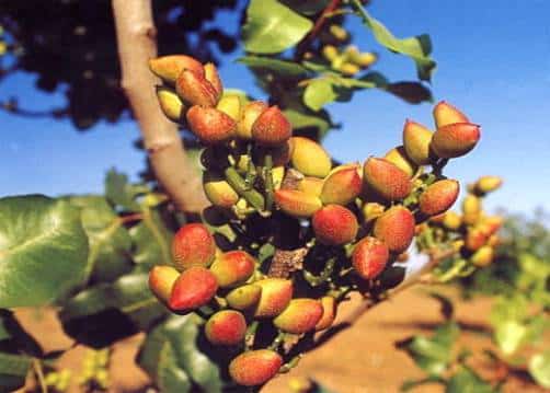 Imagen de frutos de pistacho madurando en una rama de pistachero.