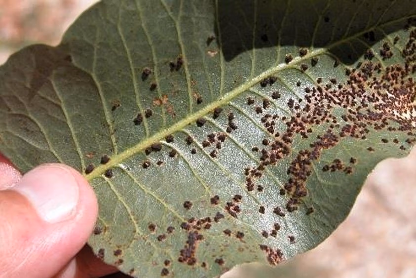 Imagen de una hoja de pistachero cubierta de teliosporas de Roya.