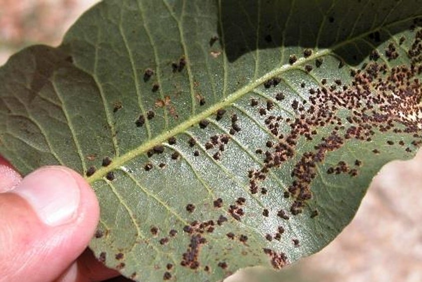 Image d’une feuille de pistache recouverte de téliospores de rouille.
