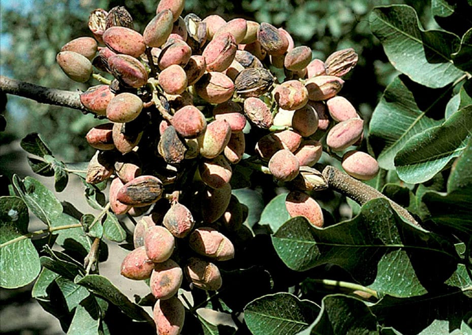 Immagine degli effetti dell'Alternaria sui frutti dell'albero del pistacchio.