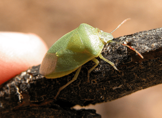 Adult specimen of green stink bug (Nezara Viridula L.).