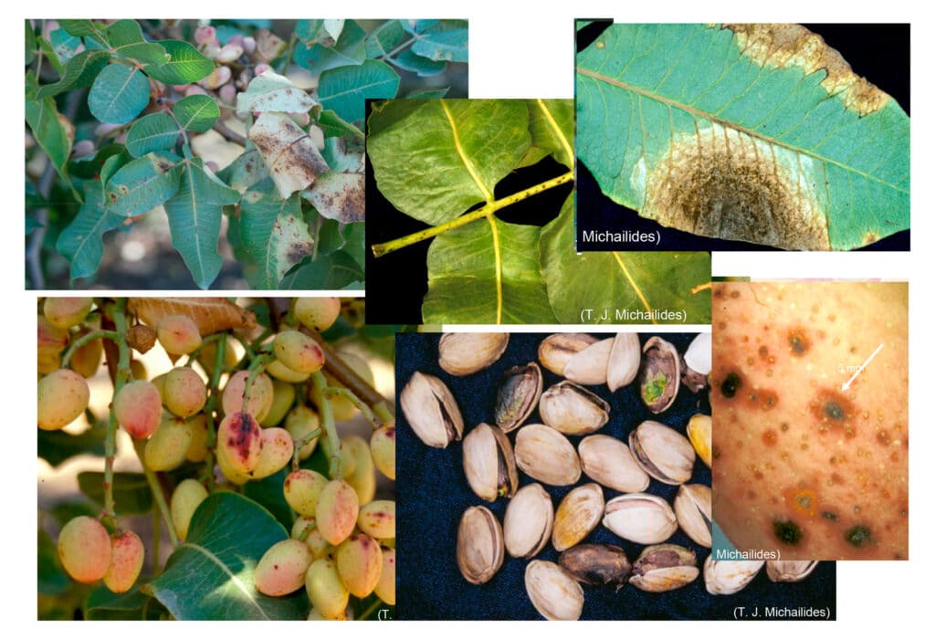 Collage di immagini con i diversi sintomi dell'alternariosi nell'albero del pistacchio.