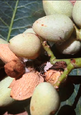 Image of the symptoms of the green stink bug (Nezara Viridula L.) on pistachio fruits.