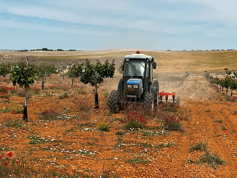 Immagine di un trattore che ara una piantagione di pistacchi con lo scalpello.