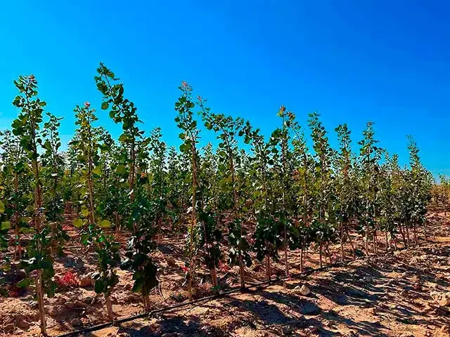 Imagen del vivero de pistacheras de Mister Pistacho en Toledo.